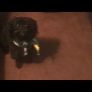 Meet your Posher, Cynthia